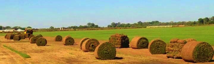 Rolls of sod in a field